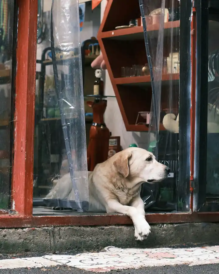 A pale labrador lying in the open doorway of a small shop, one paw over the step, looking out at the street